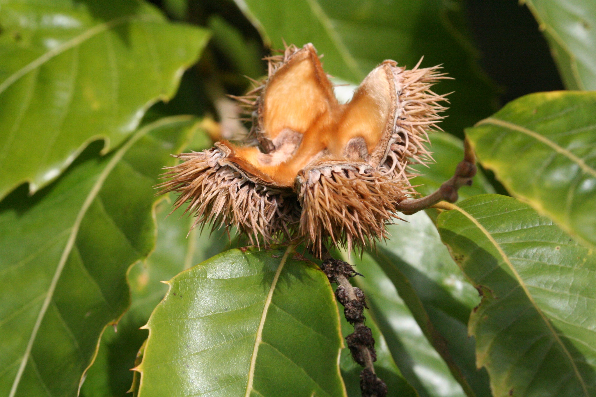 chinese chestnut seeds for planting Chinese Chestnut