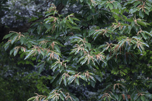 Chinese Chestnut | Medium Tree Seedling | The Jonsteen Company