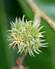 Load image into Gallery viewer, Chinese Chestnut | Medium Tree Seedling | The Jonsteen Company
