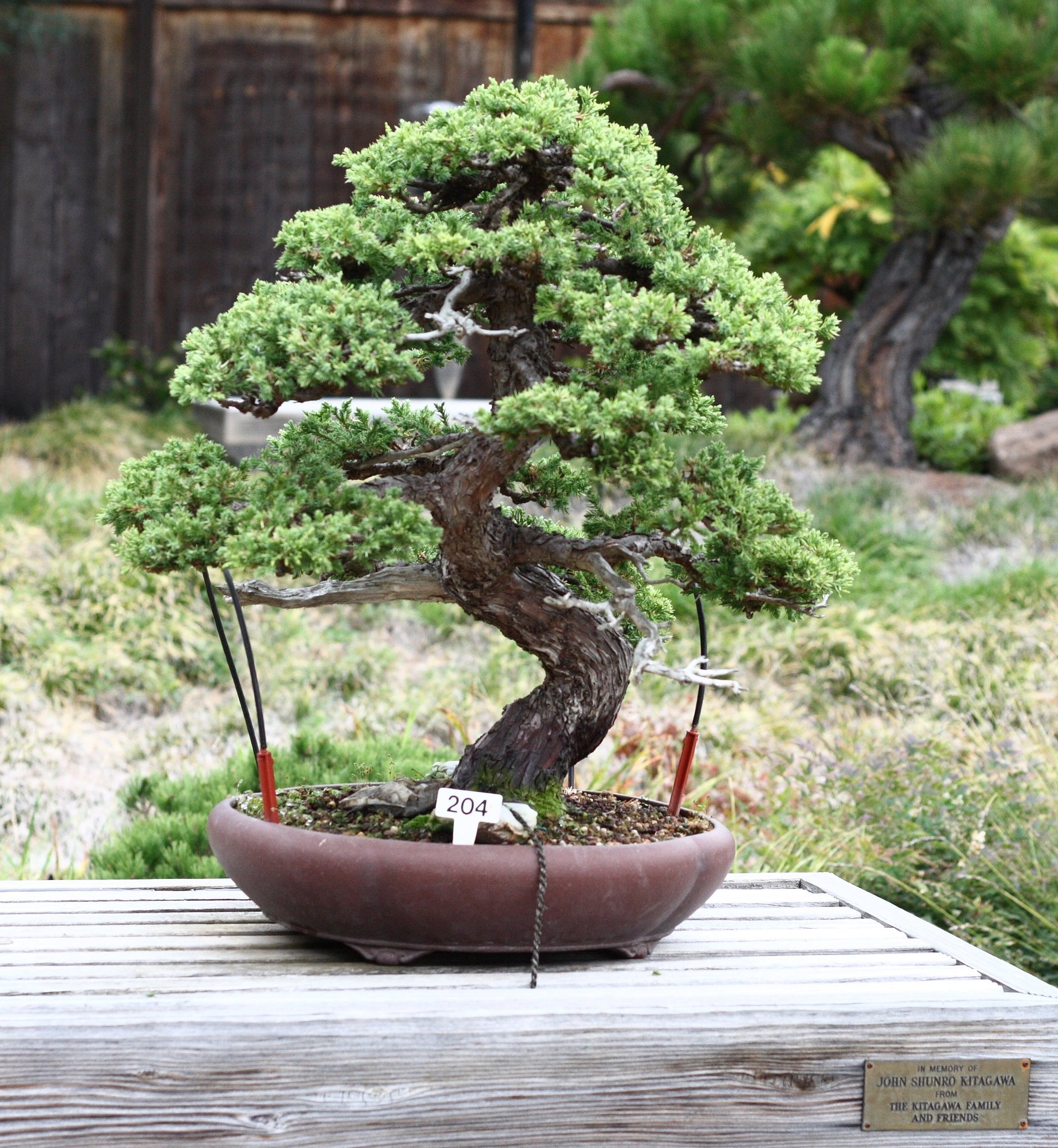 Small Juniper Plants: Transform Your Garden Effortlessly