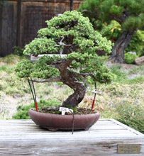 Load image into Gallery viewer, Bonsai Tree | Chinese Juniper | The Jonsteen Company