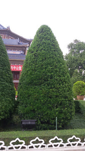 Chinese Juniper | Small Tree Seedling | The Jonsteen Company