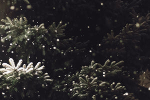 Christmas Tree Bundle | Collection of 5 Seedlings | The Jonsteen Company