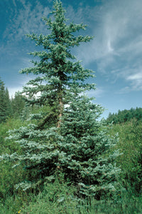 Colorado Blue Spruce | Lot of 30 Tree Seedlings | The Jonsteen Company