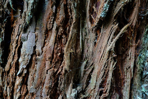 Coast Redwood | Packaged Live Tree | The Jonsteen Company