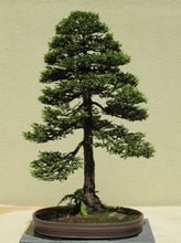 Load image into Gallery viewer, Bonsai Tree | Coast Redwood | The Jonsteen Company