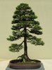 Bonsai Tree | Coast Redwood | The Jonsteen Company