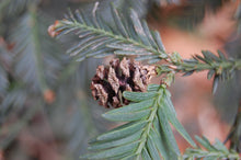 Load image into Gallery viewer, Coast Redwood | Small Tree Seedling | The Jonsteen Company