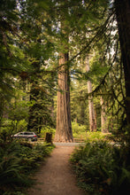 Load image into Gallery viewer, Coast Redwood | Packaged Live Tree | The Jonsteen Company