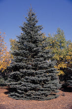 Load image into Gallery viewer, Colorado Blue Spruce | Medium Tree Seedling | The Jonsteen Company