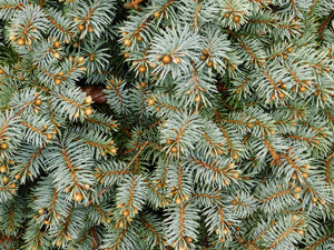 Colorado Blue Spruce | Medium Tree Seedling | The Jonsteen Company