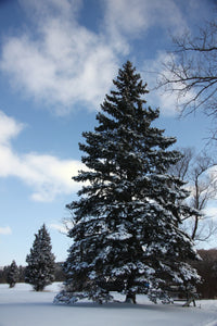 Colorado Blue Spruce | Lot of 30 Tree Seedlings | The Jonsteen Company