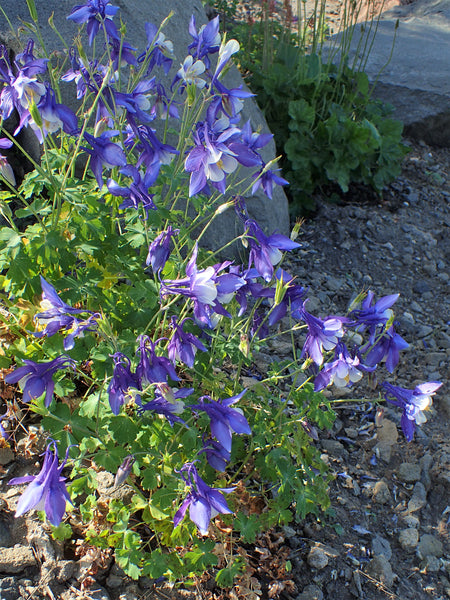 Rocky Mountain Columbine | Flower Seed Grow Kit | The Jonsteen Company