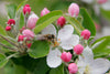 Apple Tree | Seed Grow Kit | The Jonsteen Company