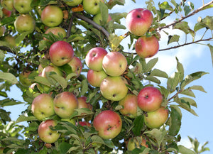 Common Apple | Lot of 30 Tree Seedlings | The Jonsteen Company
