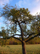 Load image into Gallery viewer, Common Apple | Medium Tree Seedling | The Jonsteen Company