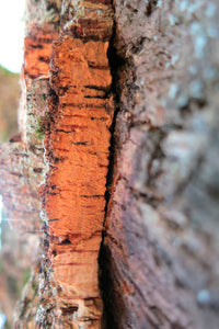 Cork Oak | Lot of 30 Tree Seedlings | The Jonsteen Company