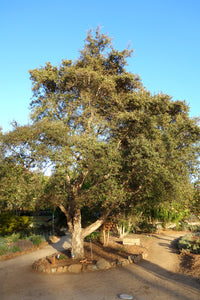 Cork Oak | Medium Tree Seedling | The Jonsteen Company