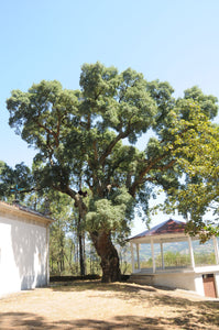 Cork Oak | Lot of 30 Tree Seedlings | The Jonsteen Company