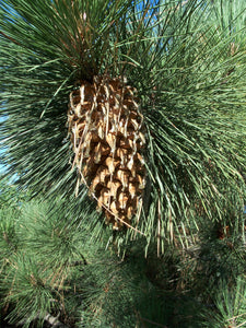 Coulter Pine | Medium Tree Seedling | The Jonsteen Company