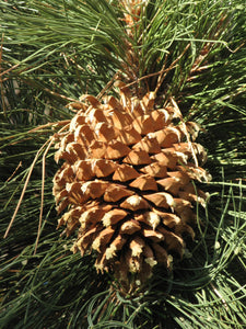 Coulter Pine | Medium Tree Seedling | The Jonsteen Company