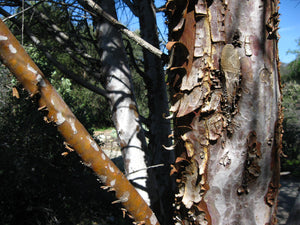 Cuyamaca Cypress | Small Tree Seedling | The Jonsteen Company