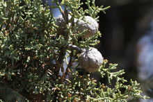 Load image into Gallery viewer, Cuyamaca Cypress | Medium Tree Seedling | The Jonsteen Company