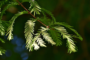 Dawn Redwood | XL Tree Seedling | The Jonsteen Company