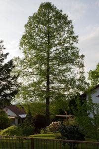 Dawn Redwood | Medium Tree Seedling | The Jonsteen Company