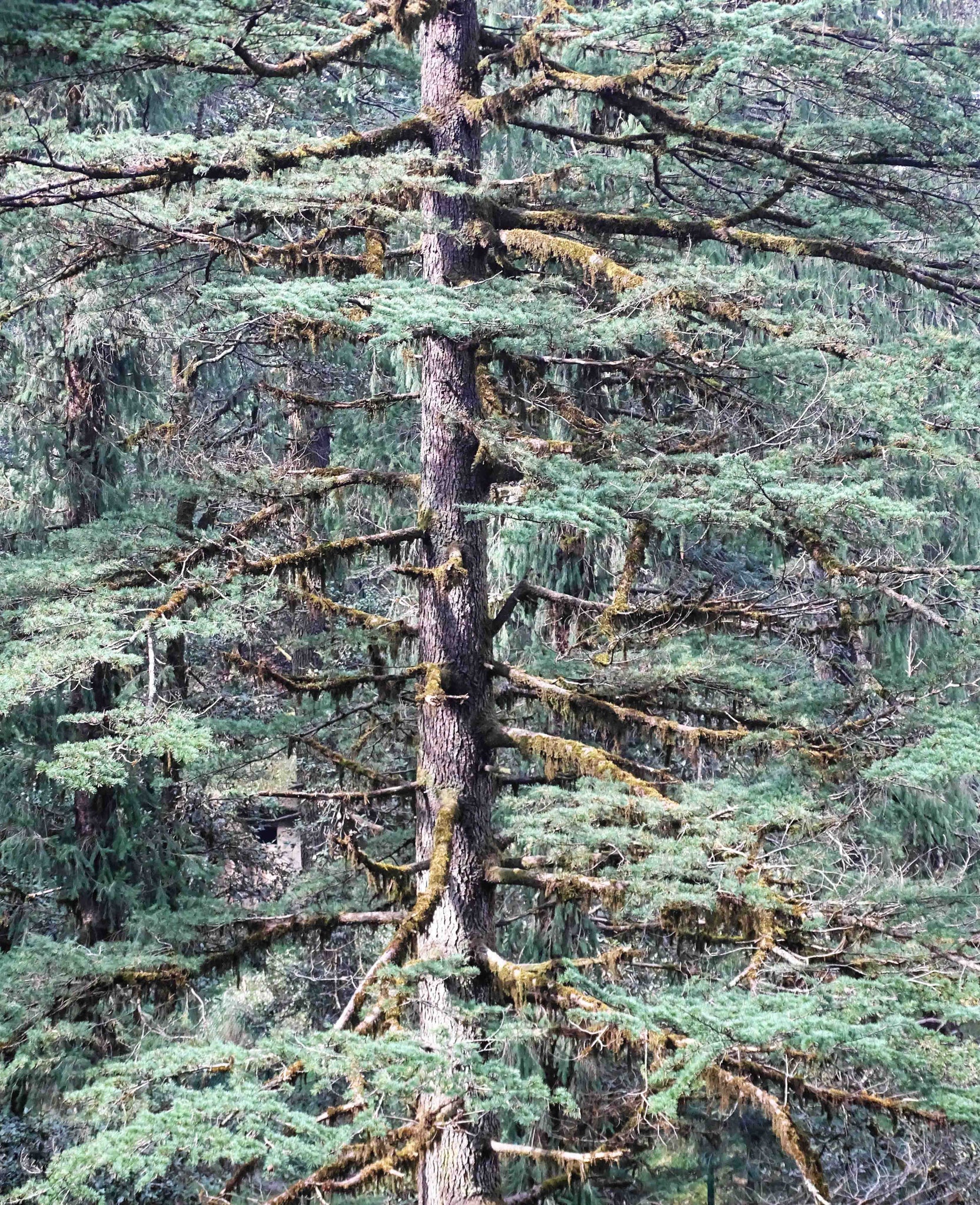 Deodar Cedar | Medium Tree Seedling – The Jonsteen Company