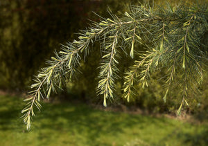 Deodar Cedar | Medium Tree Seedling | The Jonsteen Company