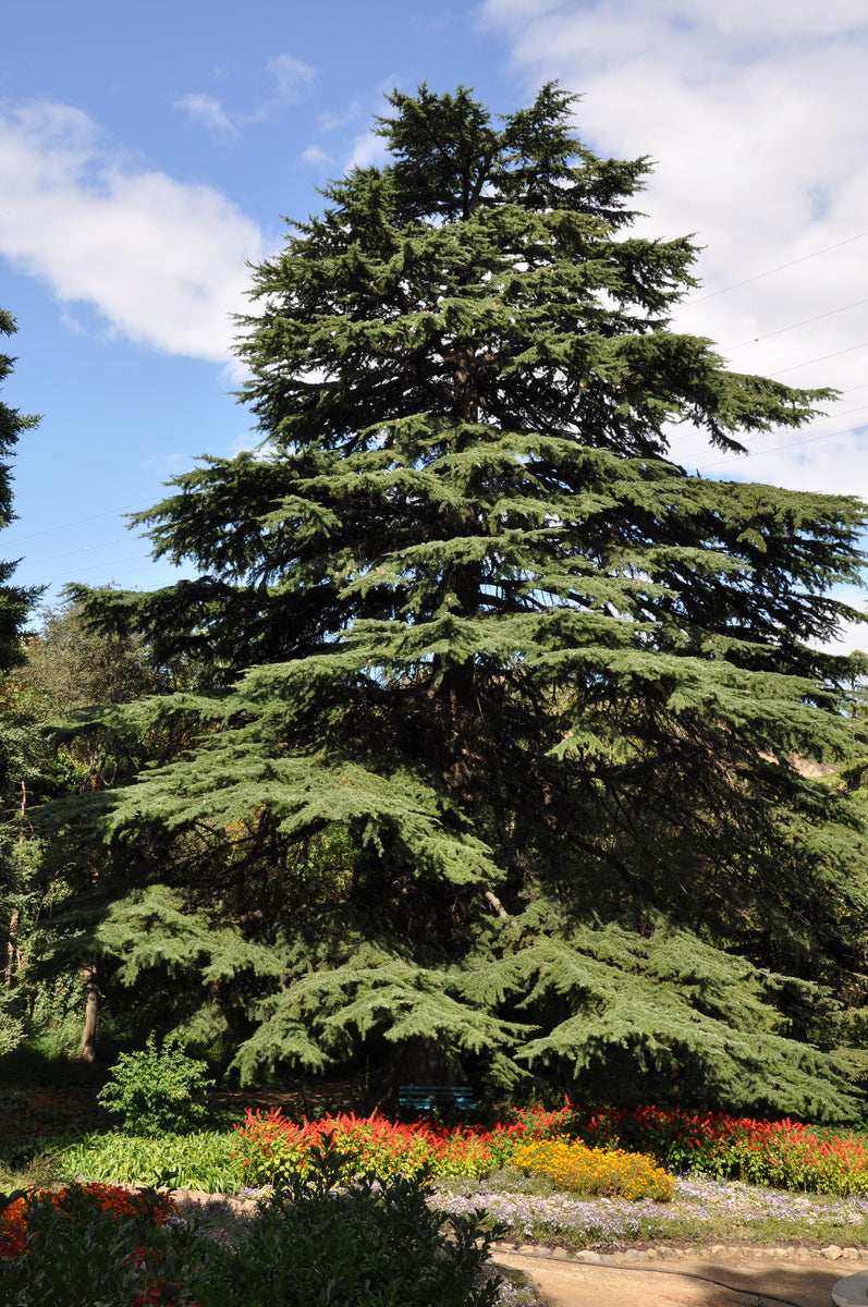 Deodar Cedar | Lot of 30 Tree Seedlings – SequoiaTrees.com