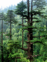 Load image into Gallery viewer, Deodar Cedar | Lot of 30 Tree Seedlings | The Jonsteen Company