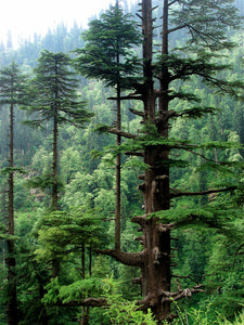 Deodar Cedar | Lot of 30 Tree Seedlings | The Jonsteen Company