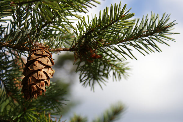 Douglas-Fir | The Jonsteen Company