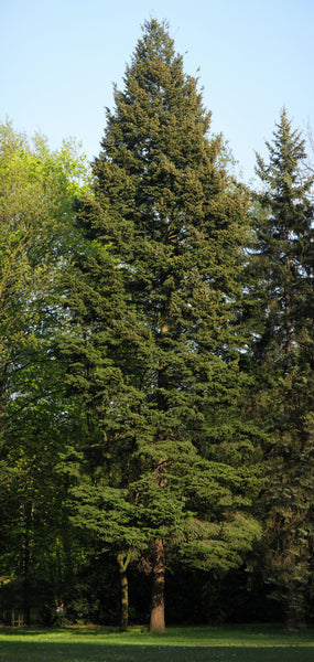 Douglas-Fir | The Jonsteen Company