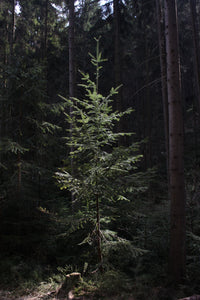 Douglas Fir | Medium Tree Seedling | The Jonsteen Company