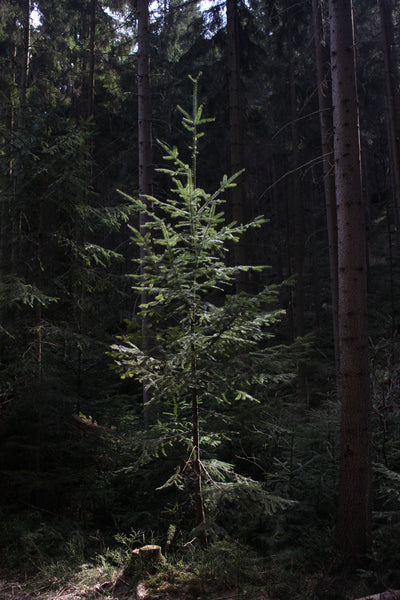 Douglas-Fir | The Jonsteen Company