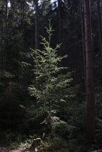 Load image into Gallery viewer, Douglas Fir | Medium Tree Seedling | The Jonsteen Company