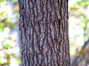 Eastern Black Oak | Medium Tree Seedling