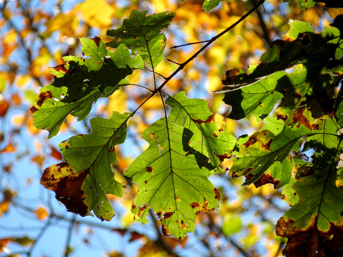 Eastern Black Oak | Medium Tree Seedling – SequoiaTrees.com