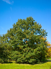 Load image into Gallery viewer, Eastern Black Oak | Medium Tree Seedling