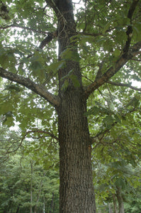 Eastern Black Oak | Medium Tree Seedling