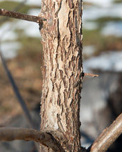 Load image into Gallery viewer, Eastern Black Walnut | Medium Tree Seedling | The Jonsteen Company
