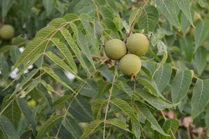Eastern Black Walnut | Medium Tree Seedling | The Jonsteen Company