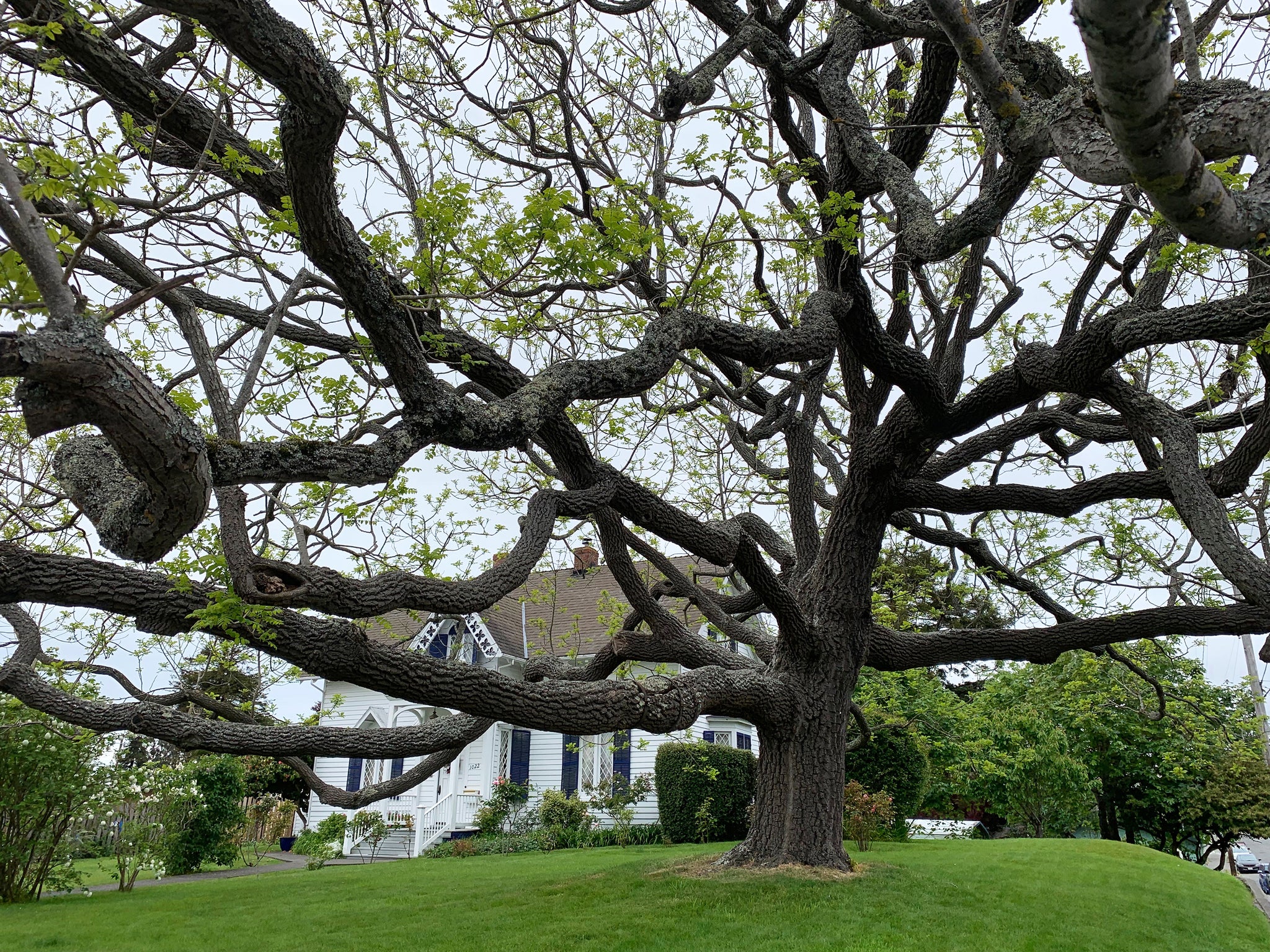 black walnut tree worth money Eastern Black Walnut
