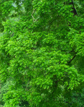 Load image into Gallery viewer, Eastern Black Walnut | Medium Tree Seedling | The Jonsteen Company