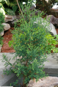 Eastern Redcedar | Medium Tree Seedling | The Jonsteen Company