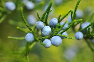 Eastern Redcedar | Medium Tree Seedling | The Jonsteen Company