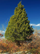 Load image into Gallery viewer, Eastern Redcedar | Medium Tree Seedling | The Jonsteen Company